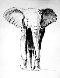 Ilustrasi Gajah Putih
