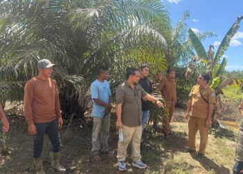 Pansus DPRK Aceh Selatan Periksa Perizinan dan Dampak Lingkungan PKS